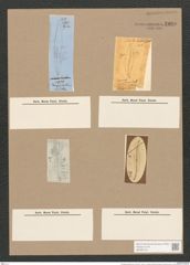 Pleurosigma strigile W.Sm. (de-Toni-Nr.: Genus 13, Species 1082) Zeichnungen Sammlung Grunow Nr. 1980 (NHMW-BOT-W0369129)